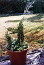 Pic-20.jpg: 1995/12/25 Christmas - 1995