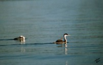 Photo-3.jpg: 2000/08/01 Eagle Lake - 2000
